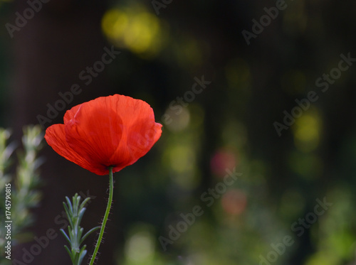 Joli coquelicot
