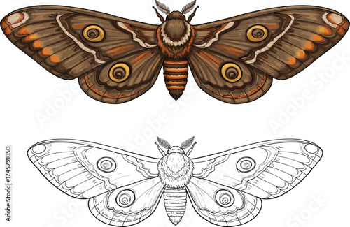 Detailed brown moth or butterfly with yellow eyespot patterns on its wings, vector illustration for insect, nature, entomology, vintage, isolated

