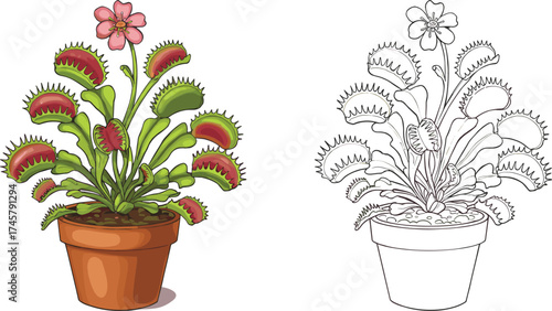  Detailed vector illustration of a Venus Flytrap carnivorous plant with open traps and a pink flower, growing in a pot, for botany, nature, isolated

