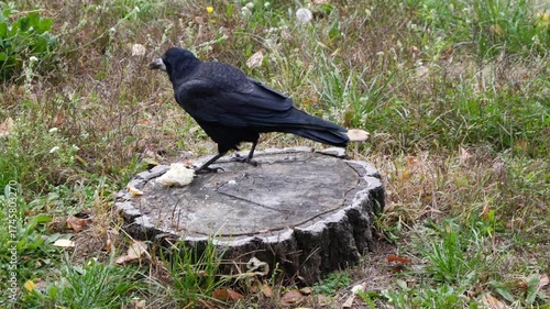 Rook doesnt want to share food with the jackdaws. 
A large and intelligent bird of the corvid family.
