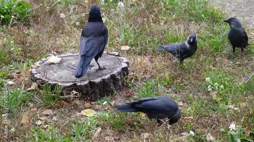 Rook doesnt want to share food with the jackdaws. 
A large and intelligent bird of the corvid family.
