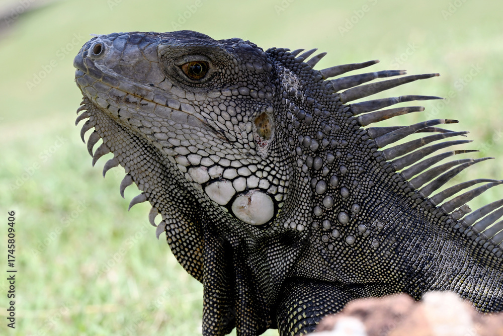 Obraz premium Close-Up Of A Spiny Iguana With Open Mouth And Sharp Spines On Green Background