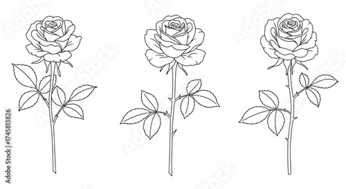 A delicate black and white line art illustration of three roses