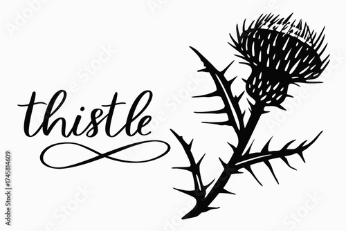 Thistle plant illustration with decorative lettering and flourishes  