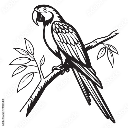 macaw parrot  vector icon