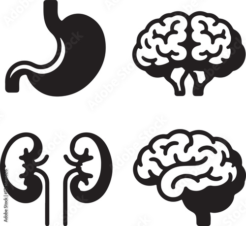 Medical illustration showcasing the human brain kidneys and stomach health concept
