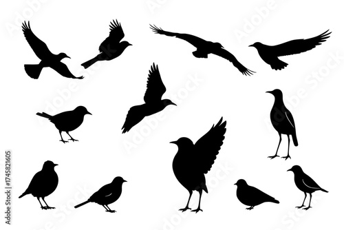 Vector silhouettes of birds in flight, symbol of independence and peace.