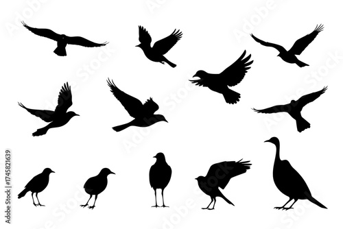 Vector bird silhouettes in motion and rest, symbol of energy and serenity.