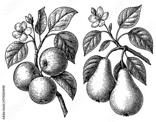 Vintage botanical illustration of apple and pear branches with flowers and leaves. Detailed hand-drawn etching style ideal for organic packaging, fruit labels, or classic design projects