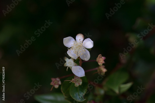 Blossom of a common myrtle, Myrtus communis