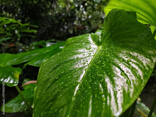 green leaf with water drops