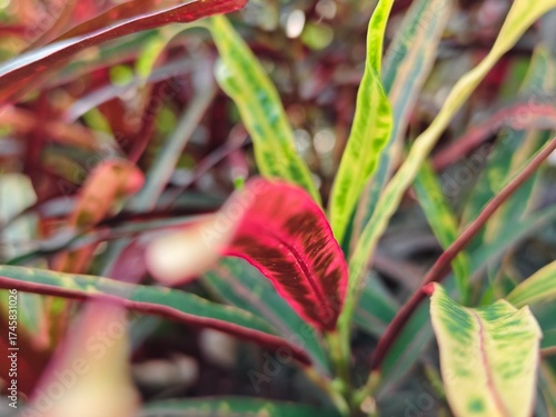 red and yellow leaves