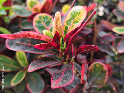red and yellow leaves