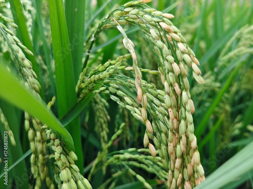 green ears of wheat