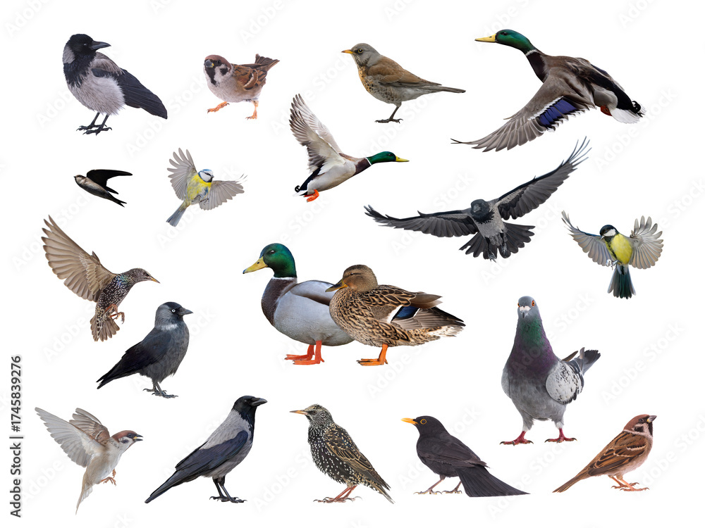 Obraz premium 10 popular birds appearing in cities isolated on white background