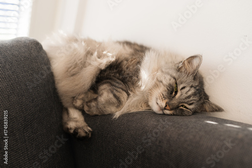 close up grey fluffy sleeping cat