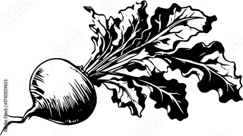 Monochrome beet root vegetable with leaves illustration.