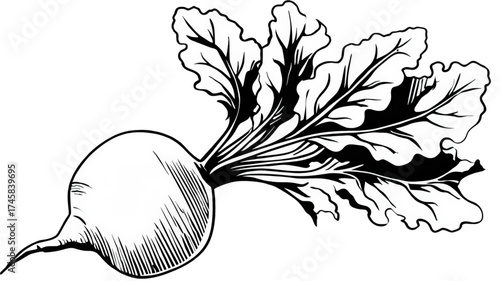 Vintage black and white illustration of a single beet vegetable.