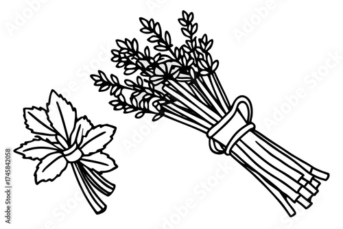 Minimal Herbal Line Art Vector Set – Botanical Outline Illustration Collection on White Background