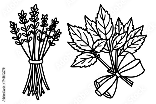 Minimal Herbal Line Art Vector Set – Botanical Outline Illustration Collection on White Background