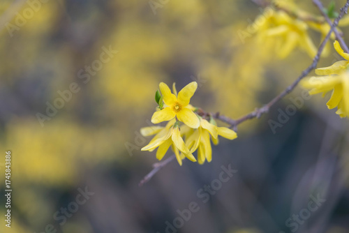 Macro Shot of Bright Yellow Forsythia Flowers in Spring