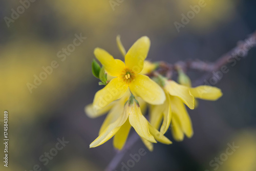 Macro Shot of Bright Yellow Forsythia Flowers in Spring