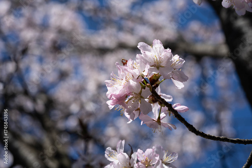 Close-up of Cherry Blossom Flowers Against Clear Blue Sky