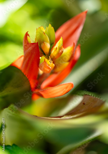 Wallpaper Mural Plante Aechmea nudicaulis - Bromeliaceae Torontodigital.ca