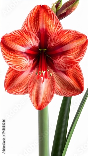 Striking Red Amaryllis Blossom with White Stripes Isolated on White Background in Studio Lighting