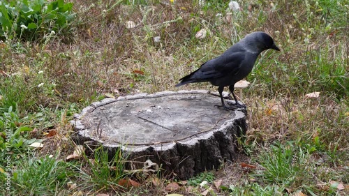The Jackdaw bird has beautiful blue eyes.