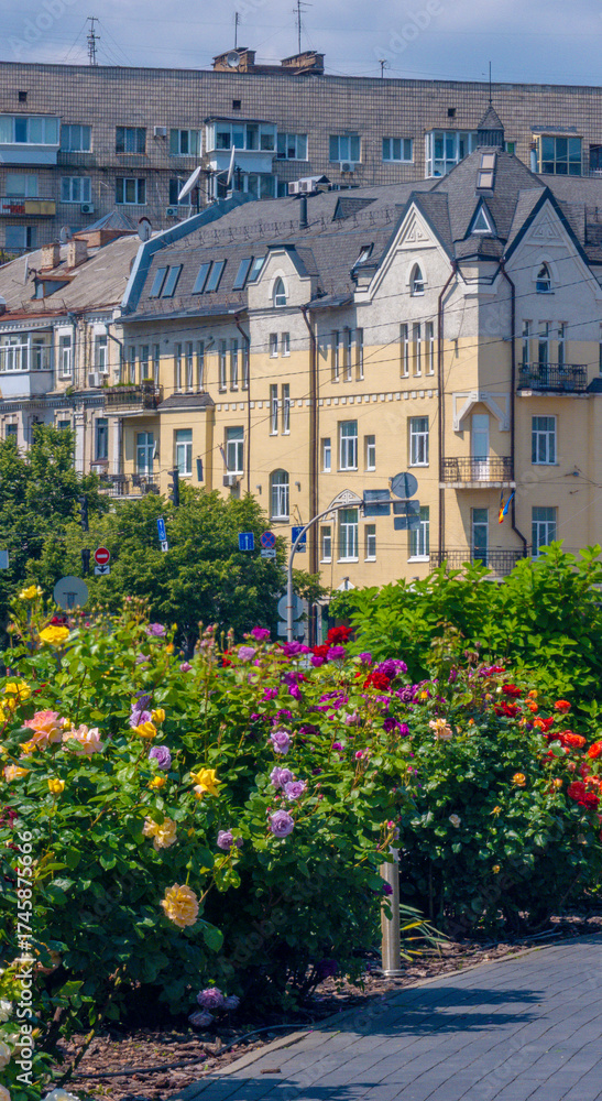 Obraz premium Urban rose garden showcasing colorful blooms with traditional architecture and modern residential buildings under a bright summer sky, illustrating a European city scene