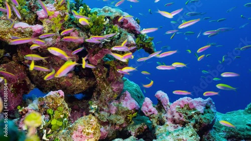 Wallpaper Mural Underwater close up of coral reef with a school of purple and yellow fish who enter the frame Torontodigital.ca