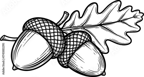 Sketch vector of acorn and oak leaf detailed autumn forest symbol
