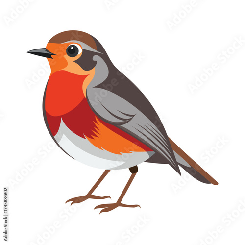 American Robin bird vector illustration