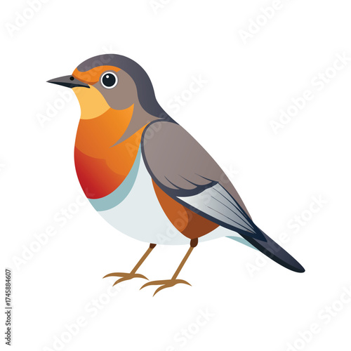 American Robin birds vector illustration