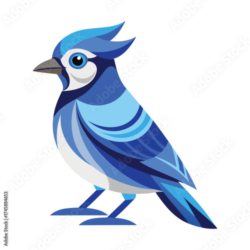 Blue Jay birds vector illustration