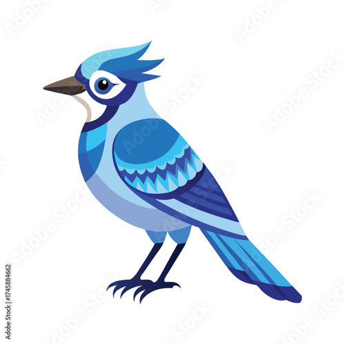 Blue Jay bird vector illustration