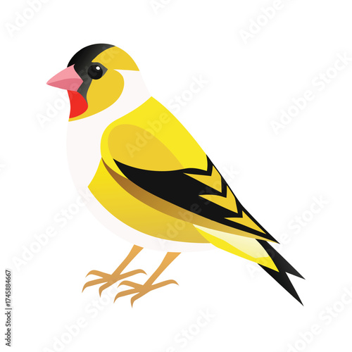 American Goldfinch vector illustration