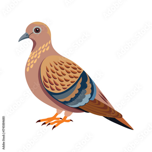 Mourning dove bird vector illustration