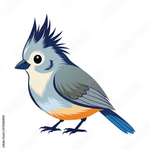 Tufted titmouse birds vector illustration