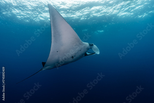 Giant, Oceanic Manta Ray in the Galapagos