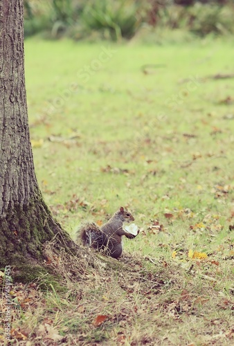 Wild Squirrel Holding a Mushroom on Grassy Ground