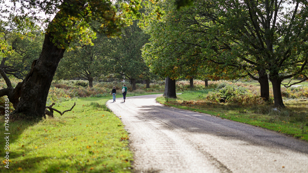 Obraz premium Two People Walking on a Gravel Road Through a Green Forest