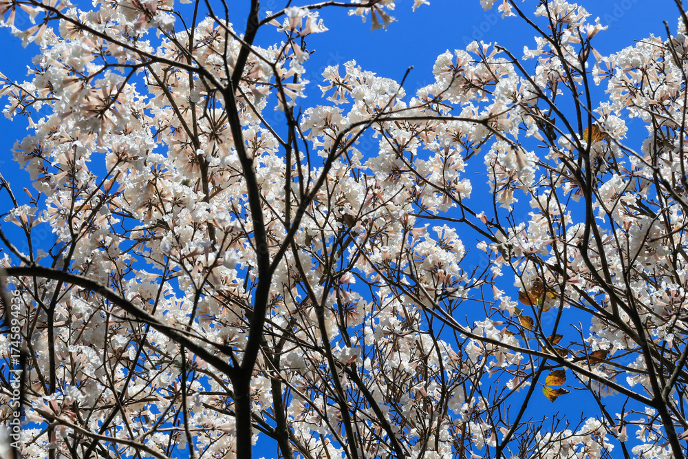 Obraz premium Low-angle view of a White Ipê tree canopy (Handroanthus roseo-albus) in full bloom, with dense clusters of white flowers contrasting with dry branches and the intense blue sky.