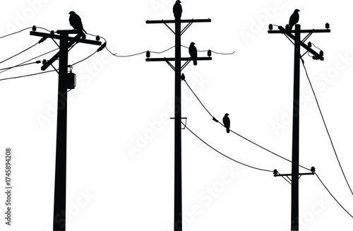 Silhouette utility poles, perched birds on wires, transformers and insulators, three pole network, power line system, electricity distribution, black outline, voltage grid