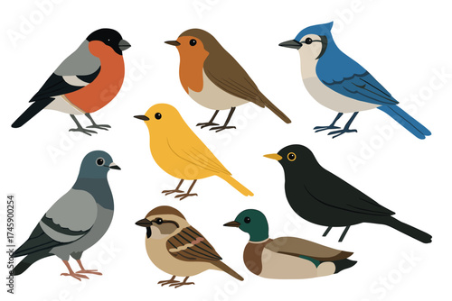Common garden and city birds vector illustration set. Flat collection of various bird species like robin, sparrow, and pigeon.