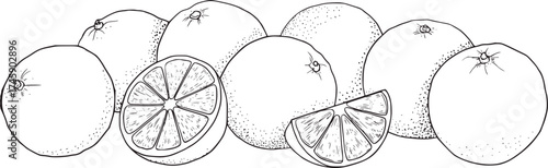 Black and white line drawing of citrus fruits and slices oranges