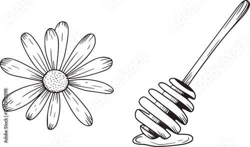 Black and white line drawing of daisy and honey dipper flower