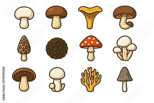 Variety of illustrated mushrooms including morel, chanterelle, and fly agaric