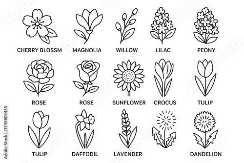 Floral line art collection featuring cherry blossom, magnolia, and more